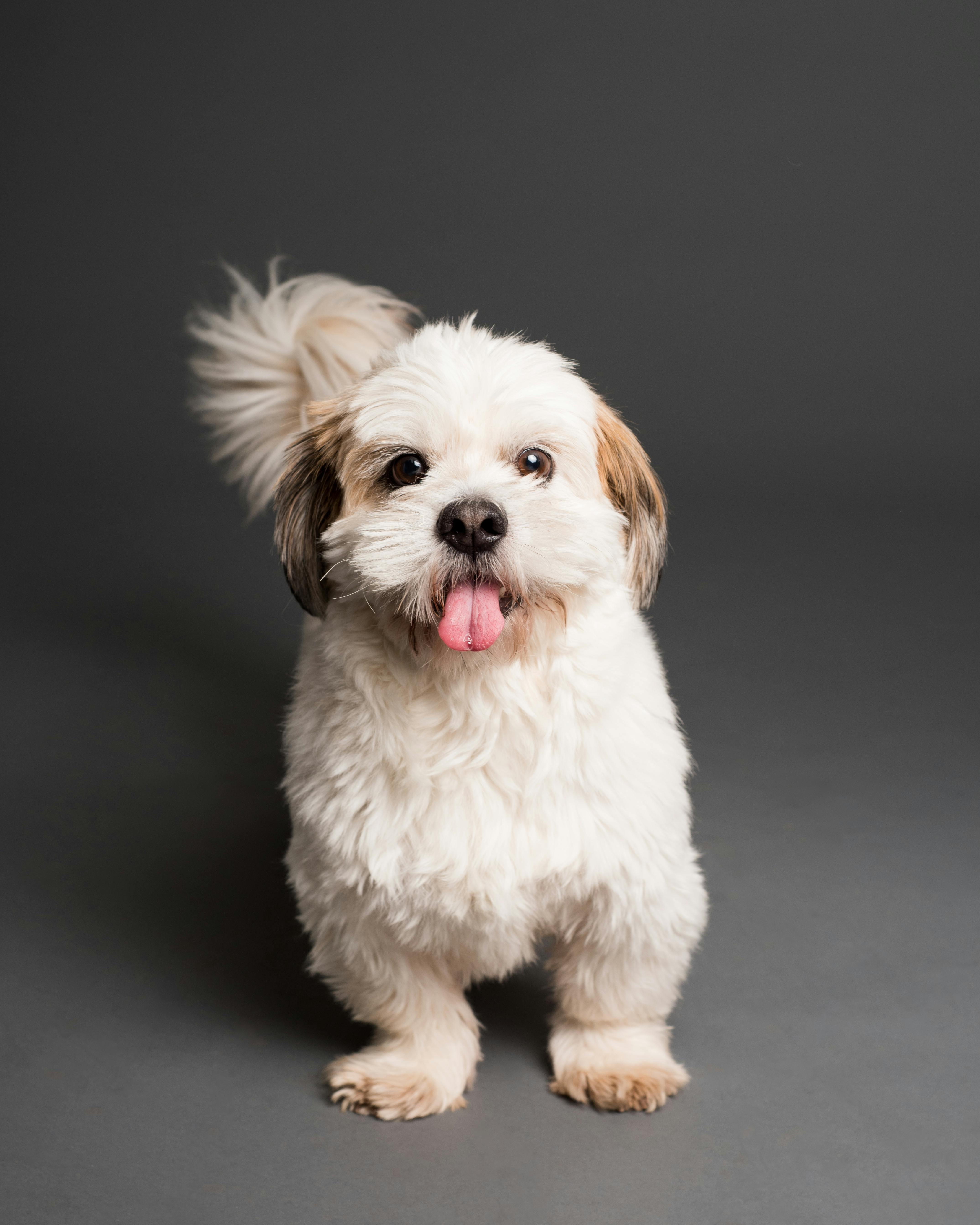 Puppy 1
