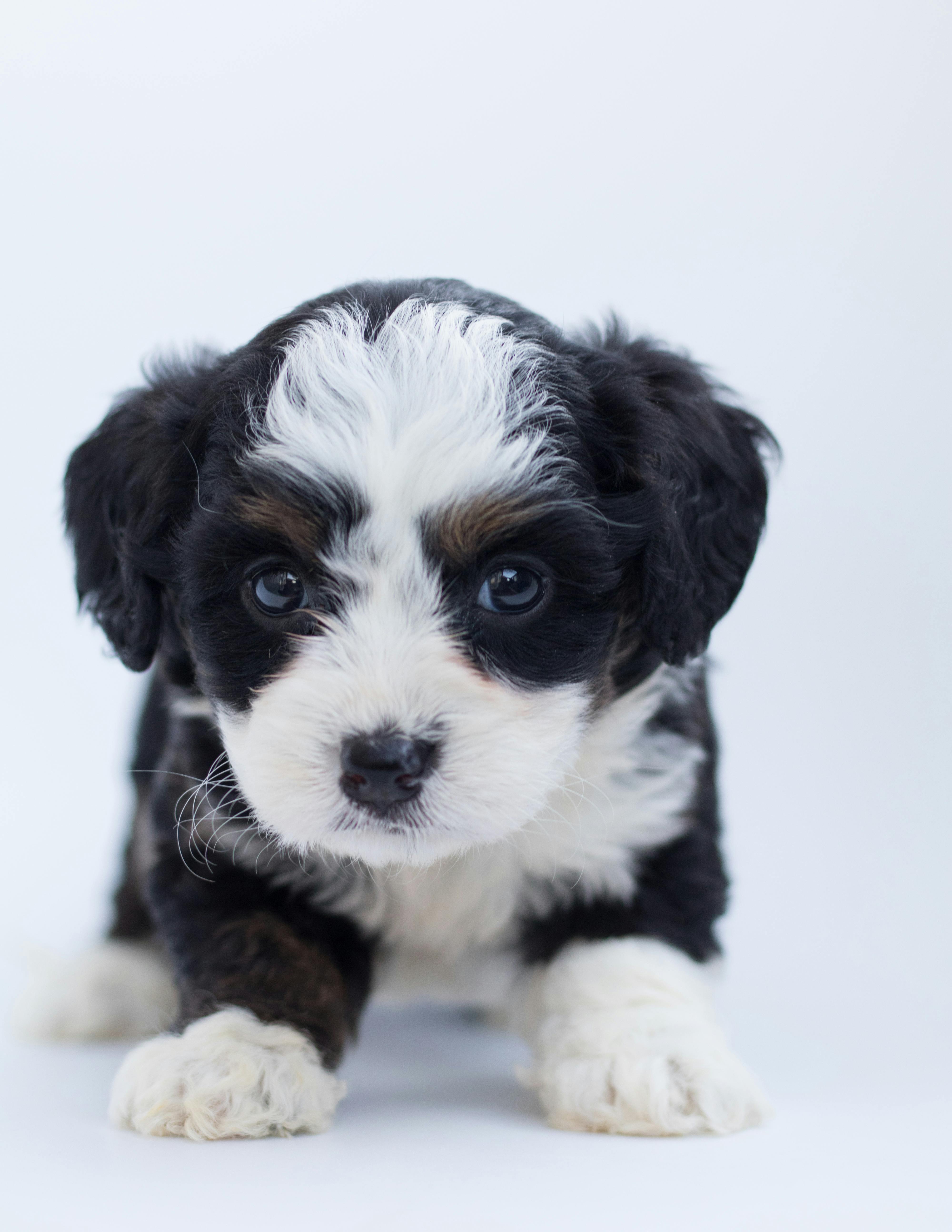 Puppy 2