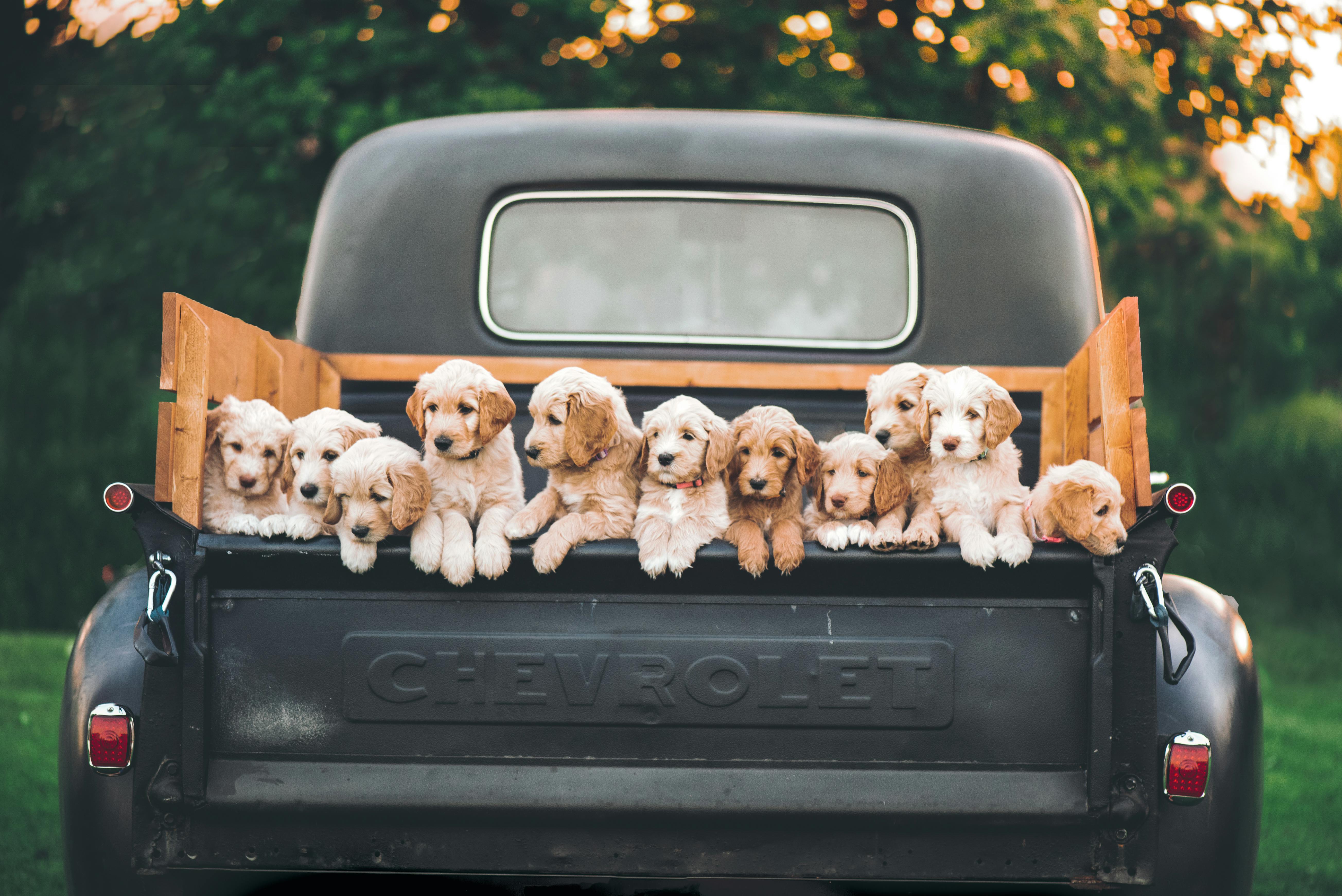 Golden Lab Puppies in Car